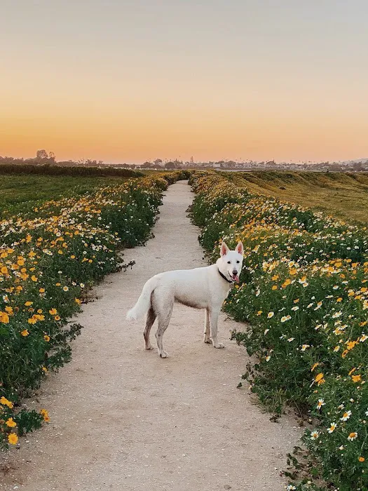 Fiesta Island Dog Park 10