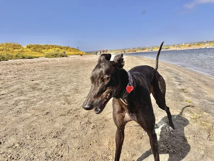 Fiesta Island Dog Park 6
