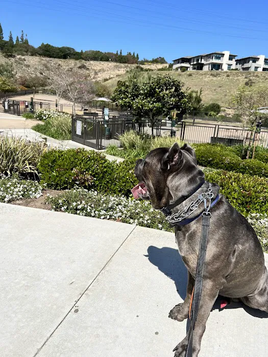 Civita Dog Park 5