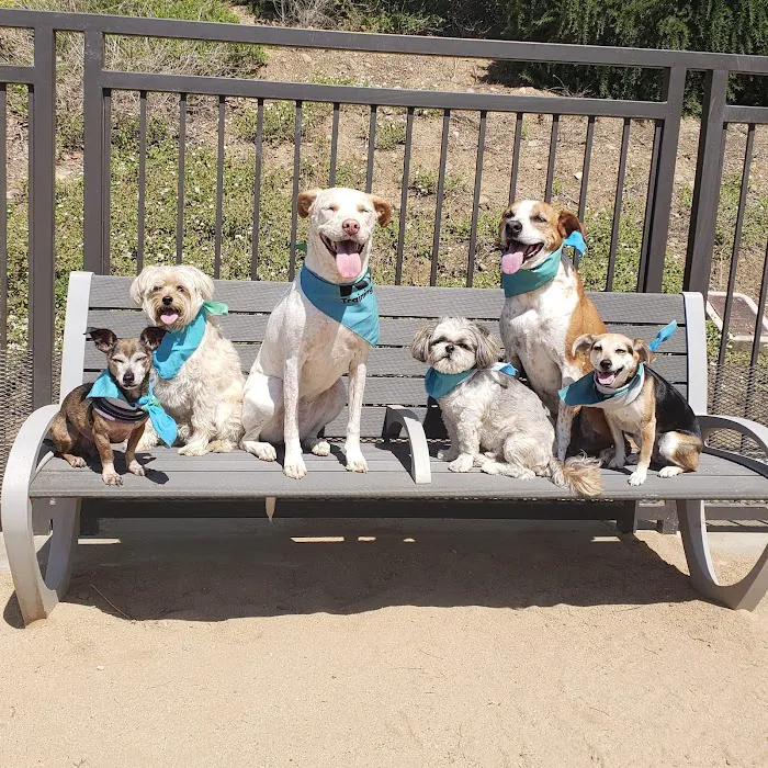 Civita Dog Park 10