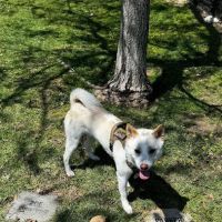 Escala Dog Park (Private) ico