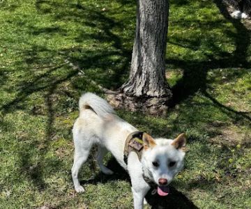 Escala Dog Park (Private)
