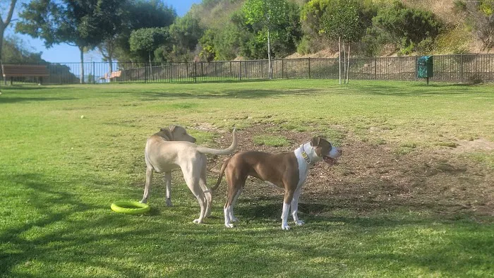 Escala Dog Park (Private) 3