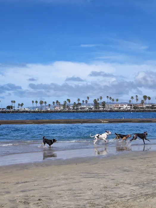Dog Beach Ocean Beach 4