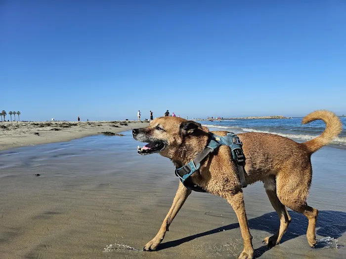 Dog Beach Ocean Beach 6