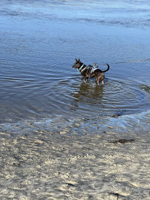 Dog Beach Ocean Beach 5