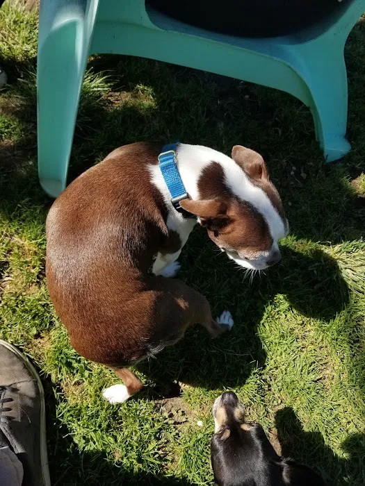 My Dog Park 9