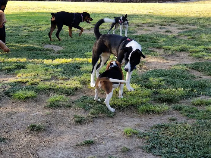 My Dog Park 5