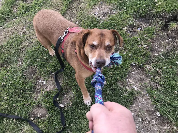 My Dog Park 3