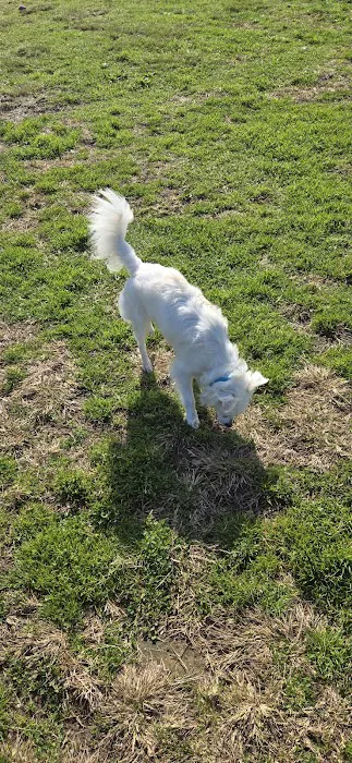 My Dog Park 10