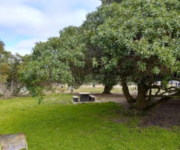 My Dog Park