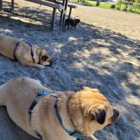 Canine Corners Dog Park ico