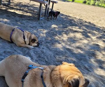 Canine Corners Dog Park