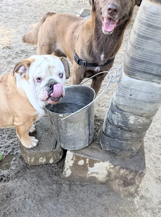 Canine Corners Dog Park 8