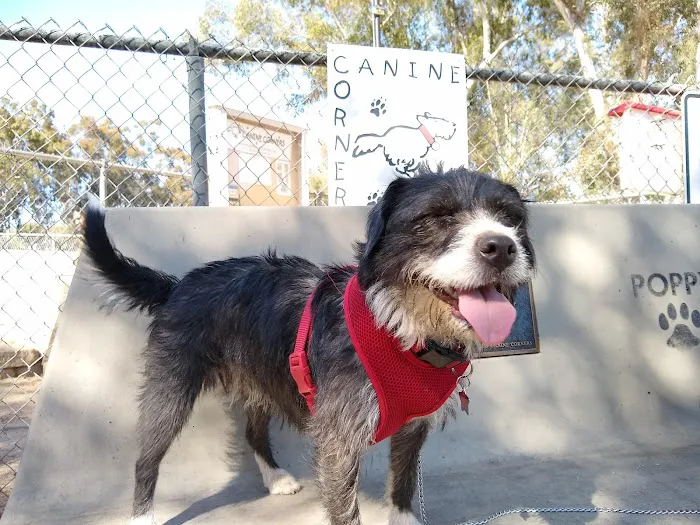 Canine Corners Dog Park 7