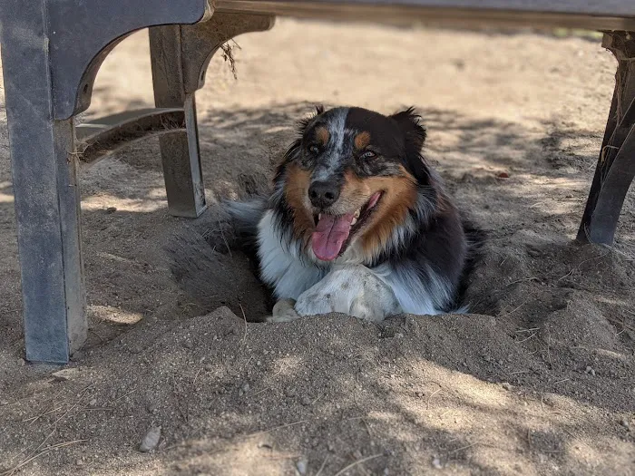 Canine Corners Dog Park 4