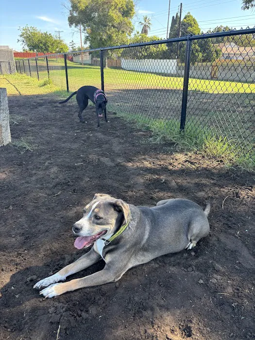 Allied Gardens Dog Park 8
