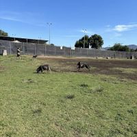 Allied Gardens Dog Park ico