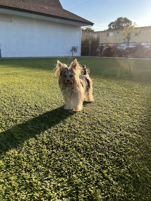 Rolando Church Dog Park 8