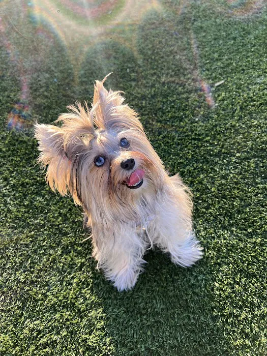 Rolando Church Dog Park 6