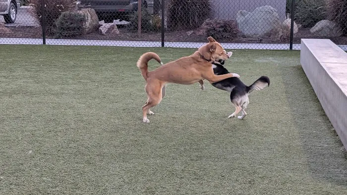 Rolando Church Dog Park 3