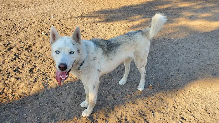 Ward Canyon Dog Park 7