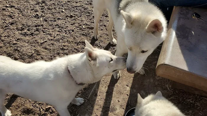 Ward Canyon Dog Park 4