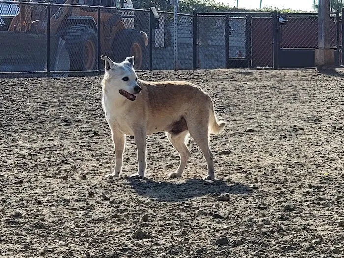Ward Canyon Dog Park 5