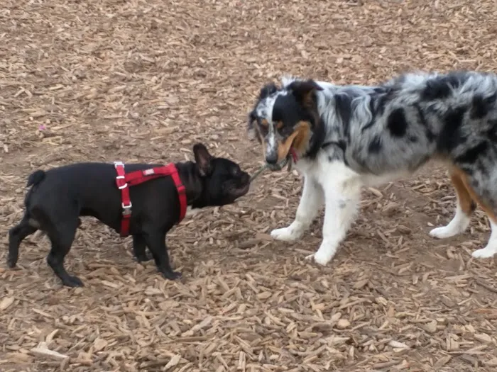 Ward Canyon Dog Park 1