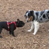 Ward Canyon Dog Park ico