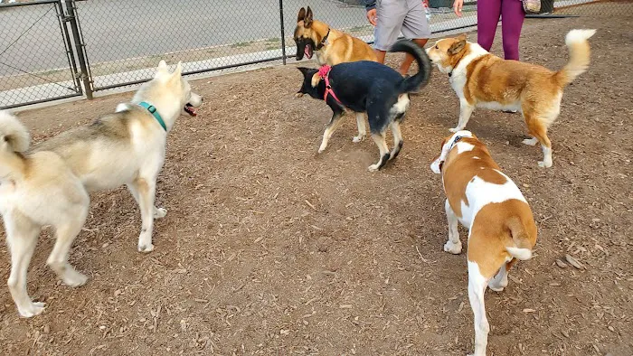 Ward Canyon Dog Park 3