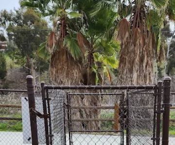 Dog Park