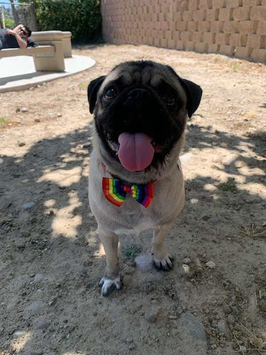 Dog Park 6