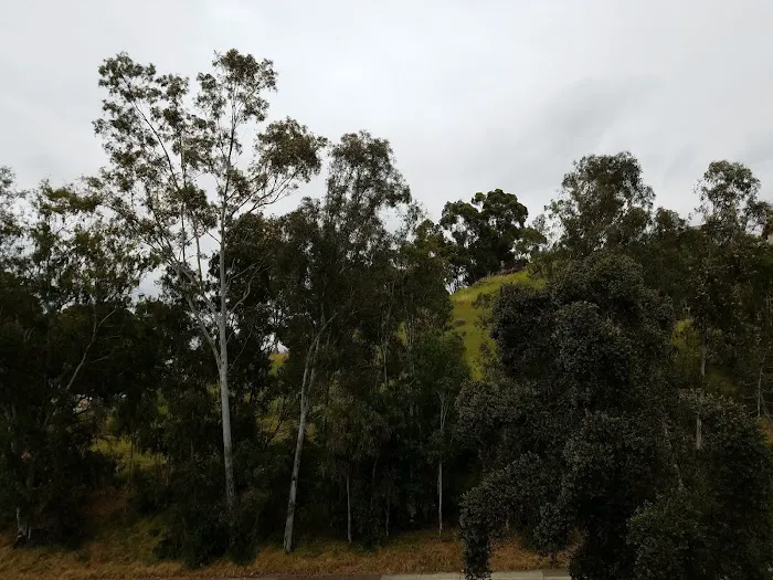 Dog Park 4