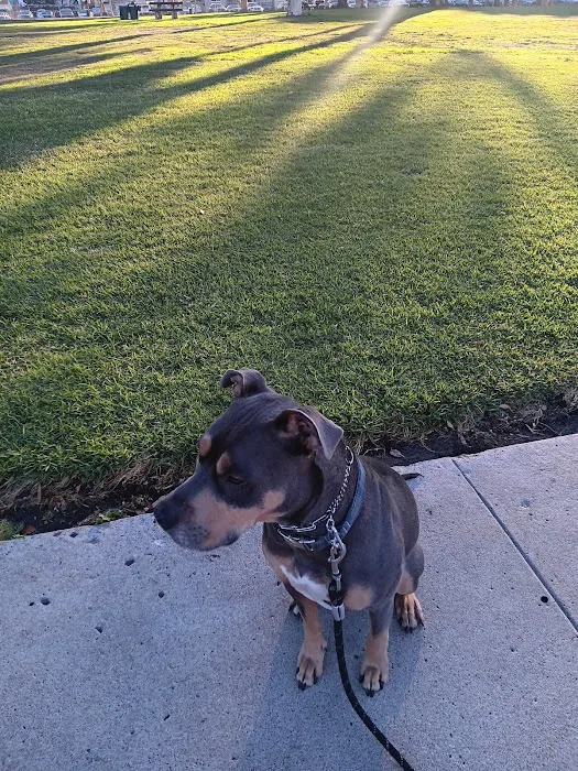 North Park Community Dog Park 7