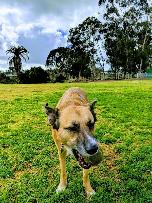 Morley Field Dog Park 4