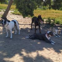 Morley Field Dog Park ico
