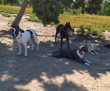 Morley Field Dog Park