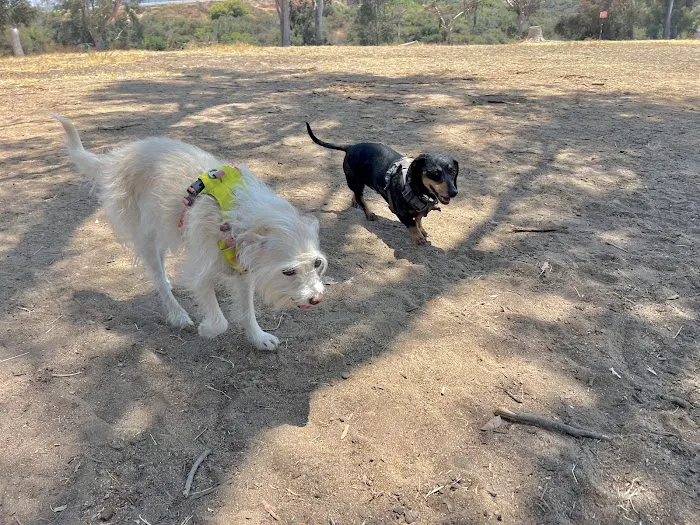 Morley Field Dog Park 6