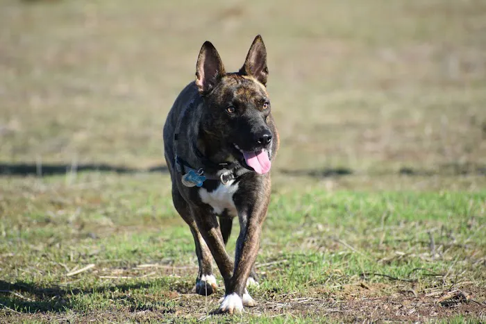 Nate's Point Dog Park 10