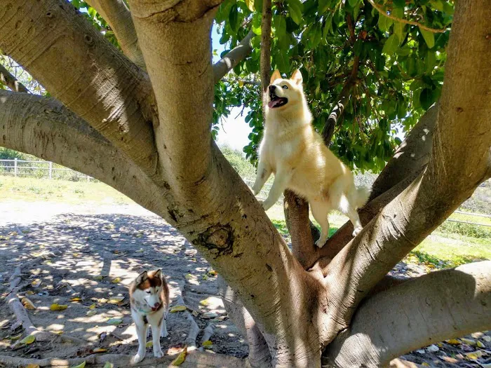 Nate's Point Dog Park 3