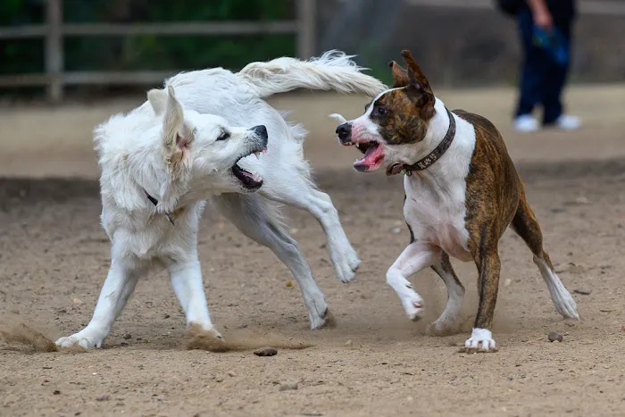 Nate's Point Dog Park 9