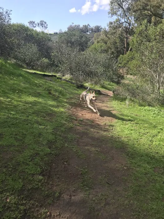 Grape Street Dog Park 1