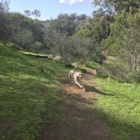 Grape Street Dog Park ico