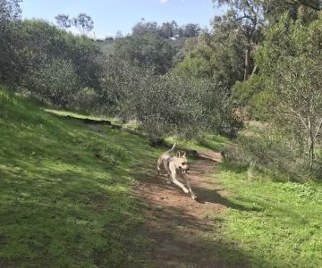 Grape Street Dog Park