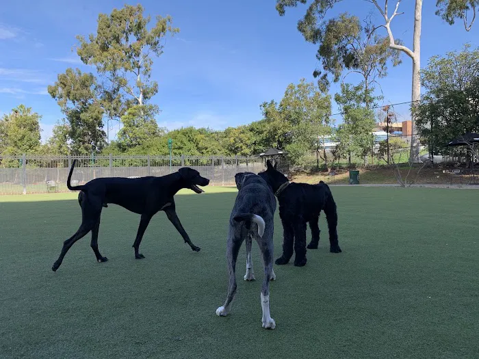 Little Italy Dog Park 4