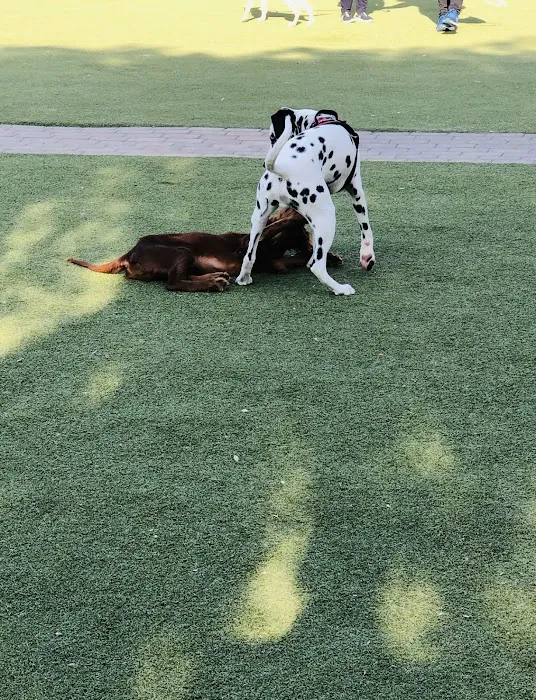 Little Italy Dog Park 3
