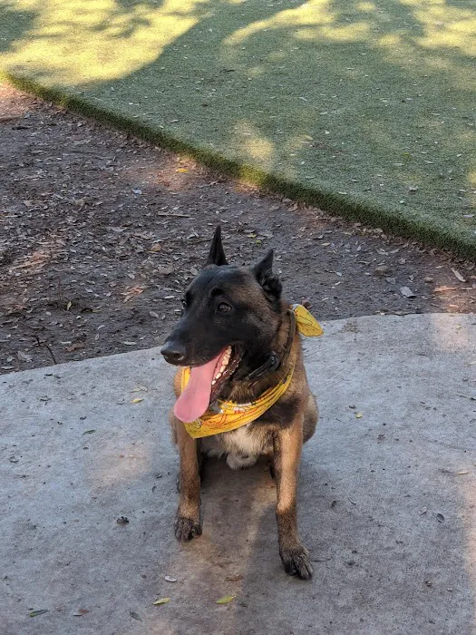 Little Italy Dog Park 1