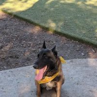 Little Italy Dog Park ico
