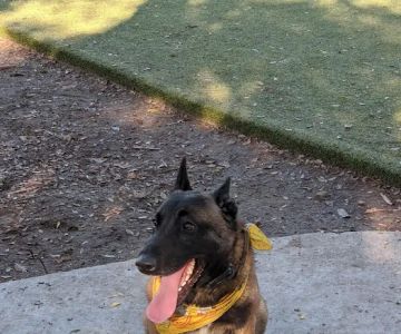 Little Italy Dog Park